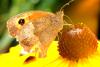 362694 – Photo : jean-claude josien – France (62)